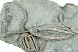 Fossil Crinoid Plate (Three Species) - Indiana #232254-1